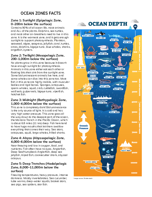 Ocean Zones Facts